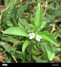 Image result for Asystasia mysorensis