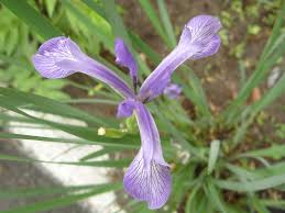 Other plants bear flowers of different colors on the same plant. Iris Lactea A Little Flower Taking Big Role In Green Belt Cgtn