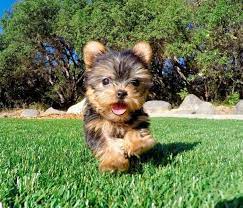 Yorkie Puppies For Sale Teacup Yorkie Puppy Yorkie Puppy For Sale Yorkshire Terrier Puppies