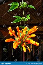 Image result for Loranthaceae