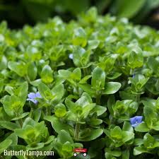 Image result for foto bacopa