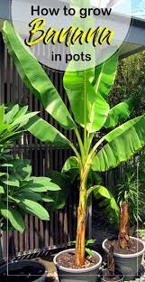 Growing Banana Tree In Containers How To Grow Banana Plant Musa Banana Trees Landscape Potted Fruit Trees Banana Plants