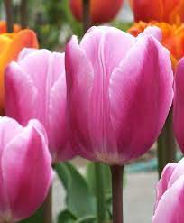 Tulip Aafke Single Early Tulips Tulips Flower Bulb Index Bulb Flowers Tulips Flowers Tulip Flower Pictures