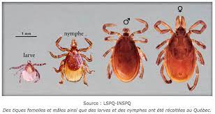 L'érythème migrant est l'un des symptômes principaux de la maladie de lyme même s'il n'apparaît que dans 9% des cas. Savoir Reconnaitre La Maladie De Lyme 1 2 L Actualite