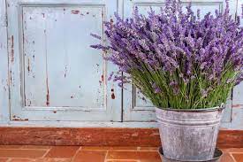 Als topfpflanze zur dekoration oder als ausgefallenes geschenk, oder aber auch bestandteil eines blumengestecks zusammen mit anderen häkelpflanzen macht der lavendel etwas. Balkonpflanzen Die S Sonnig Mogen Schoner Wohnen