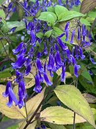 Image result for Isodon ramosissimus