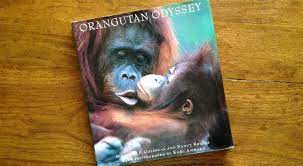 Orangutan Odyssey Meeting Indonesia S Endangered People Of The Forest Orangutan Most Endangered Animals Animal Species