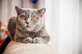 Cat names home male cat names female cat names. 100 Glorious Gray Cat Names Perfect For Your Silver Kitty