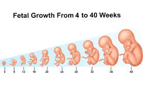 وزن الجنين في الشهر الخامس المرسال