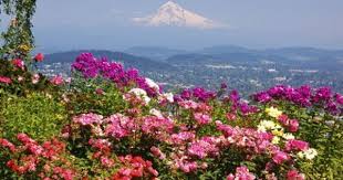 Rose Garden Adds Beauty To Mt Hood From Pittock Mansion Portland Oregon Pacific Northwest Phot Landscaping Shrubs Rose Garden Landscape Rose Garden Portland