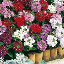 Verveine Romance Melange La Verveine Des Jardins Existe En De Nombreux Coloris Dans Ce Melange De Teintes Assorties Les Fleur Jardin Express Verveine Jardins