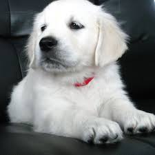 White British English Cream Creme Goldens Golden Retriever Puppy Training Your Dog Dogs Golden Retriever Dog Behavior