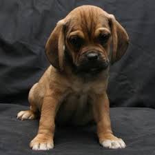 Black And Tan Puggle Puppies For Sale Puggle Puppies For Sale By A Reputable Puggle Breeder Felix Puggle Puppies Puggle Puggle Puppies For Sale