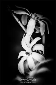 We do not own, produce or host the videos displayed on this website. Photos Noir Et Blanc La Galerie Photo De Nature Photographie