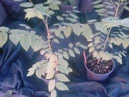 Image result for Phyllanthus confusus
