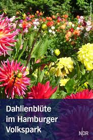 Der Dahliengarten Im Hamburger Volkspark Dahlien Reisen Ausflug
