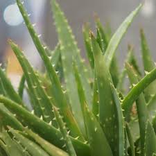 Bercangap menyirip (pinnatifidus), jika tepi bercangap sedangkan daunnya mempunyai susunan tulang menyirip. Ciri Khusus Lidah Buaya Kandungan Dan Manfaatnya Bagi Kesehatan Hot Liputan6 Com