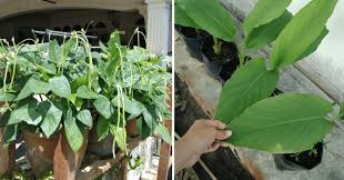 Tidak hanya dipengaruhi oleh tata ruangan yang menarik tapi juga di dukung dengan dekorasi tanaman yang tidak hanya berguna sebagai hiasan tapi. 6 Tip Kalau Tanam Sayur Dalam Pasu Supaya Tanaman Subur Dapat Makan Hasil Vanilla Kismis