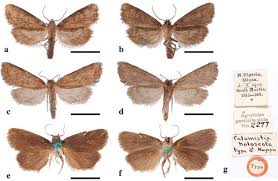 Image result for Andropogon perligulatus