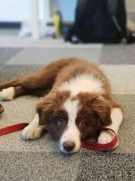 Latest Photos Border Collies Aesthetic Popular Collie Dog Collie Puppies Border Collie Dog