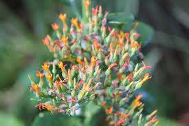 Image result for Kalanchoe rotundifolia