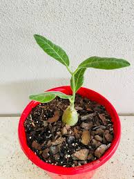 Image result for Fockea multiflora