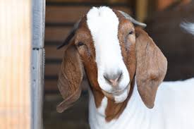 In apprehension how like a god! Goats Farm Animals Farm Sanctuary