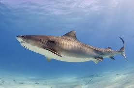The Tiger Shark Is Known For Being Aggressive And Dangerous This Shark Is Responsible For 155 Reported Attacks And 29 Fatalitie Shark Photos Tiger Shark Shark