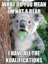 I Have All The Koalifications Funny Random Meme