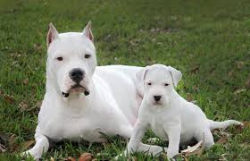 Checkout the dogo argentino dogs to buy at very affordable rate near you here at dogspot.in. Dogo Argentino Price Cost Range Dogo Argentino Puppies For Sale Price