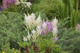 Most of our part shade perennials prefer morning sun/afternoon shade, and are also drought resistant/drought tolerant plants (xeric). Zone 3 Plants For Shade Tips On Growing Shade Loving Plants In Cold Climates