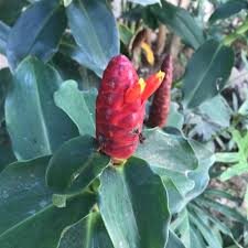 Image result for Costus