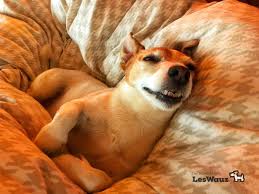 3 welche gegenmaßnahmen sind sinnvoll und angebracht? Giardien Beim Hund Wie Erkennst Du Dass Dein Hund Befallen Ist Leswauz