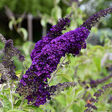 Image result for buddleia davidii