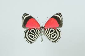 Black And White Striped Butterfly With Red Dots Ventral View Of Cramer S Eighty Eight Cramer S Eighty Eight Diaethria Clymena Is A Species Of Butterfly Of The Nymphalidae Flying Flowers Butterfly Species