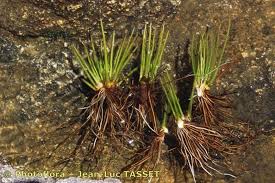 Image result for Isoetes