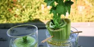 7 tips cara tanam pokok daun sup guna anak pokok & elak busuk. Cara Tanam Seledri Dari Sisa Akar Pakai Air Saja
