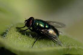 Mix the corn syrup and sugar. How To Get Rid Of Green Flies How I Get Rid Of