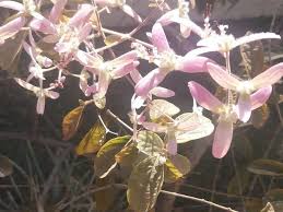 Image result for Congea