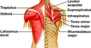 Leaning back to straight vertical and all points in between. Back Muscles Science Online