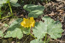 Check spelling or type a new query. 207 Pumpkin Leaves Vines Photos Free Royalty Free Stock Photos From Dreamstime