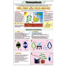 Photosynthesis Chart India Photosynthesis Chart