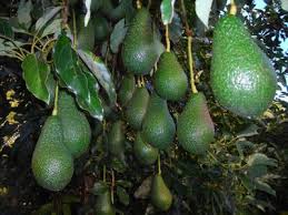 It is the most important. Avocados So Named From The Ancient Aztec Word For Testicles Ahuacatl Imgur