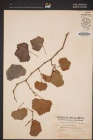 Image result for Cissus cucumerifolia