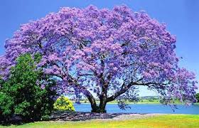 An edition of flowering trees and shrubs in india (1950). Image Result For List Of Avenue Trees In India Jacaranda Tree Trees To Plant Flowering Trees