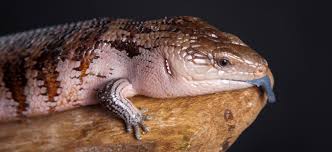 0.1 indonesian blue tongue skink Blue Tongued Skink Tiliqua About Animals