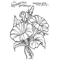 Morning Glory Morning Glory Tattoo Flower Drawing Morning Glory 720 x 909 jpeg 94kb. morning glory tattoo flower drawing