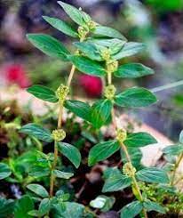 Tetapi tidaklah maha pencipta yang menciptakan sesuatu itu tanpa tujuan malah banyak khasiat. Khasiat Pokok Ara Tanah Yang Seringkali Di Anggap Sebagai Rumput Liar Blog Santai Santai Jerr