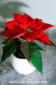 Poinsettia Plant Care Troubleshooting Poinsettia Plant Poinsettia Care Flower Pot Design