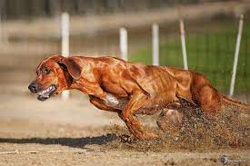 They are generally good with children, and can be protective of those in their family, but can be sometimes overly boisterous in play for small children. Rhodesian Ridgeback Power 2 0 By Peter Kaul Rhodesian Ridgeback Dog Beautiful Dogs Dogs